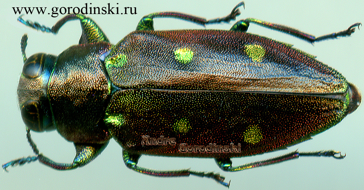 http://www.gorodinski.ru/buprestidae/Chrysobothris mandarina.jpg